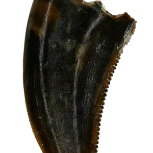 Saurornitholestes Dinosaur Fossil For Sale Genuine Raptor Fossil Tooth 51