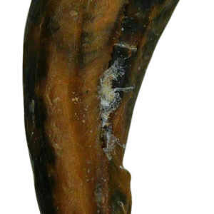 Saurornitholestes Dinosaur Fossil For Sale Genuine Raptor Fossil Tooth 52