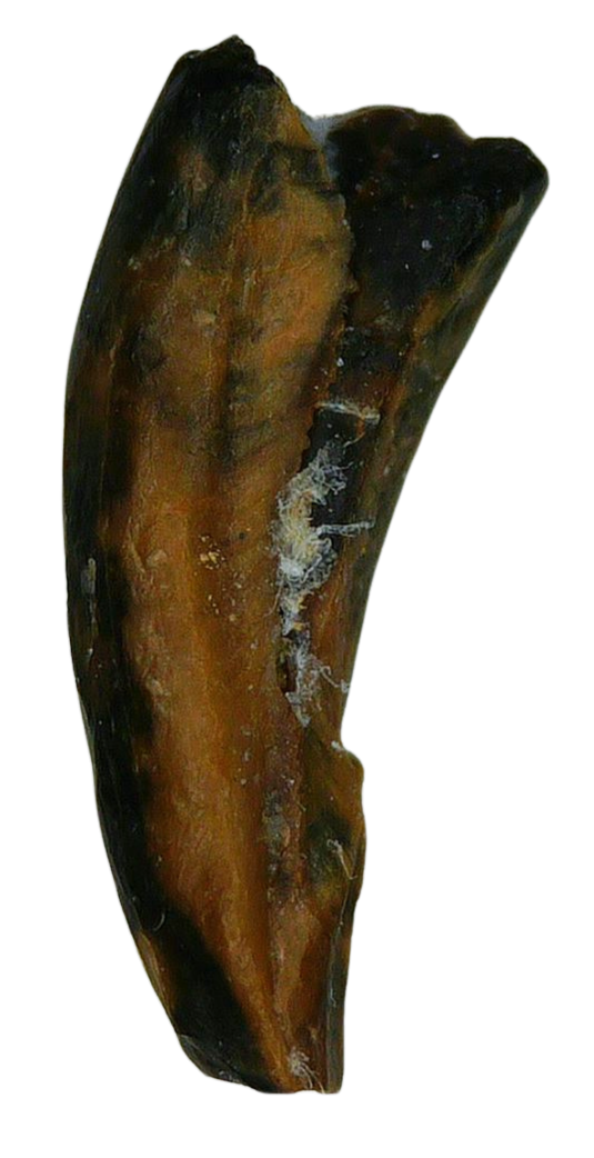 Saurornitholestes Dinosaur Fossil For Sale Genuine Raptor Fossil Tooth 52 | Fossils for Sale Saurornitholestes Dinosaur Fossil For Sale Genuine Raptor Fossil Tooth 52