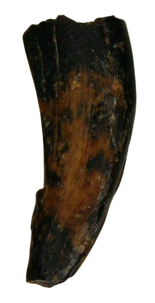 Saurornitholestes Dinosaur Fossil For Sale Genuine Raptor Fossil Tooth 52a | Fossils for Sale Saurornitholestes Dinosaur Fossil For Sale Genuine Raptor Fossil Tooth 52a