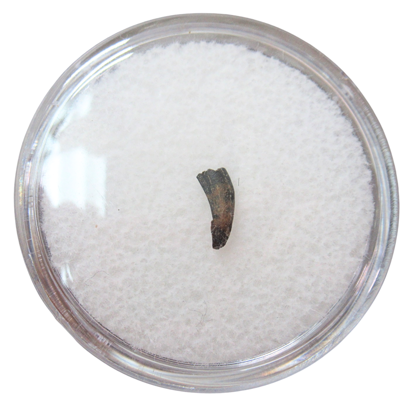 Saurornitholestes Dinosaur Fossil For Sale Genuine Raptor Fossil Tooth 52b | Fossils for Sale Saurornitholestes Dinosaur Fossil For Sale Genuine Raptor Fossil Tooth 52b