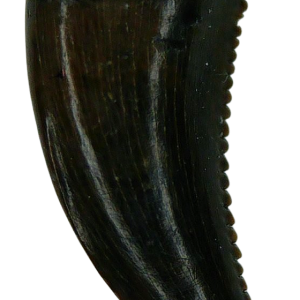 Saurornitholestes Dinosaur Fossil For Sale Genuine Raptor Fossil Tooth 53