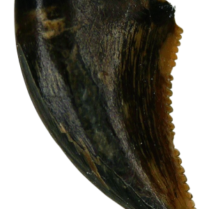 Saurornitholestes Dinosaur Fossil For Sale Genuine Raptor Fossil Tooth 54