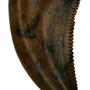 Saurornitholestes Dinosaur Fossil For Sale Genuine Raptor Fossil Tooth 55