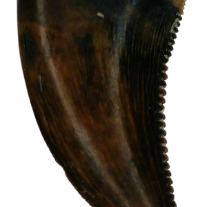 Saurornitholestes Dinosaur Fossil For Sale Genuine Raptor Fossil Tooth 56