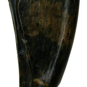 Saurornitholestes Dinosaur Fossil For Sale Genuine Raptor Fossil Tooth 57