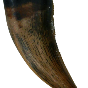 Saurornitholestes Dinosaur Fossil For Sale Genuine Raptor Fossil Tooth 58