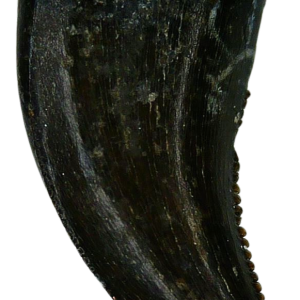 Saurornitholestes Dinosaur Fossil For Sale Genuine Raptor Fossil Tooth 59