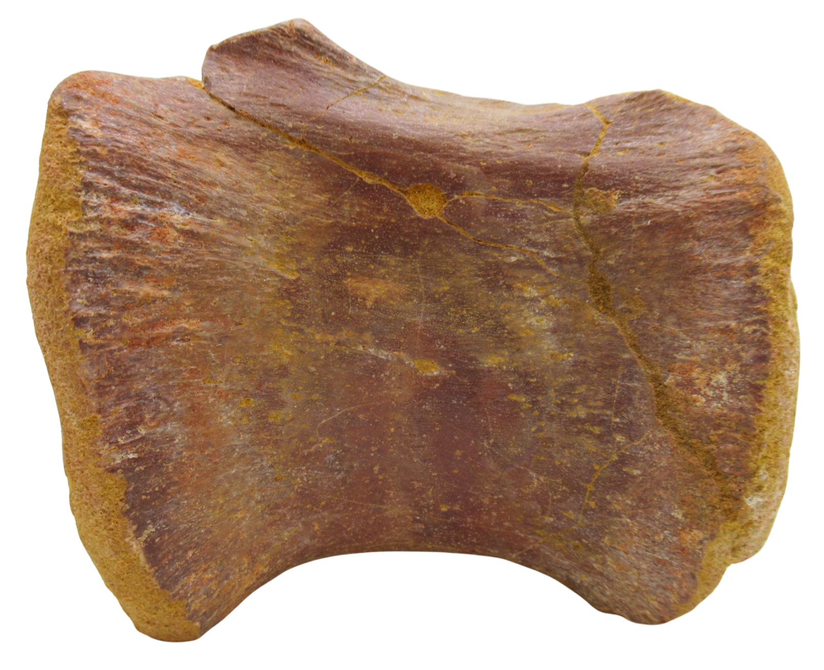 Sigilmassasaurus Spinosaurid Dinosaur Bone Fossil For Sale 15 | Fossils for Sale Sigilmassasaurus Spinosaurid Dinosaur Bone Fossil For Sale 15