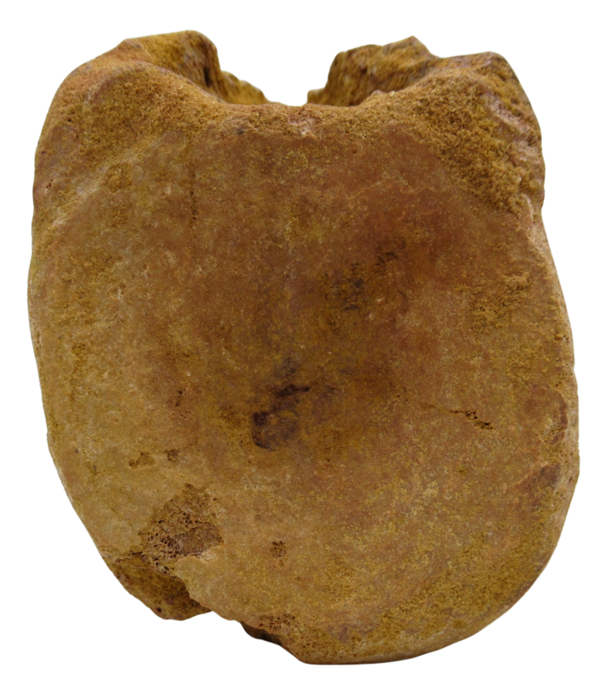 Sigilmassasaurus Spinosaurid Dinosaur Bone Fossil For Sale 15a | Fossils for Sale Sigilmassasaurus Spinosaurid Dinosaur Bone Fossil For Sale 15a