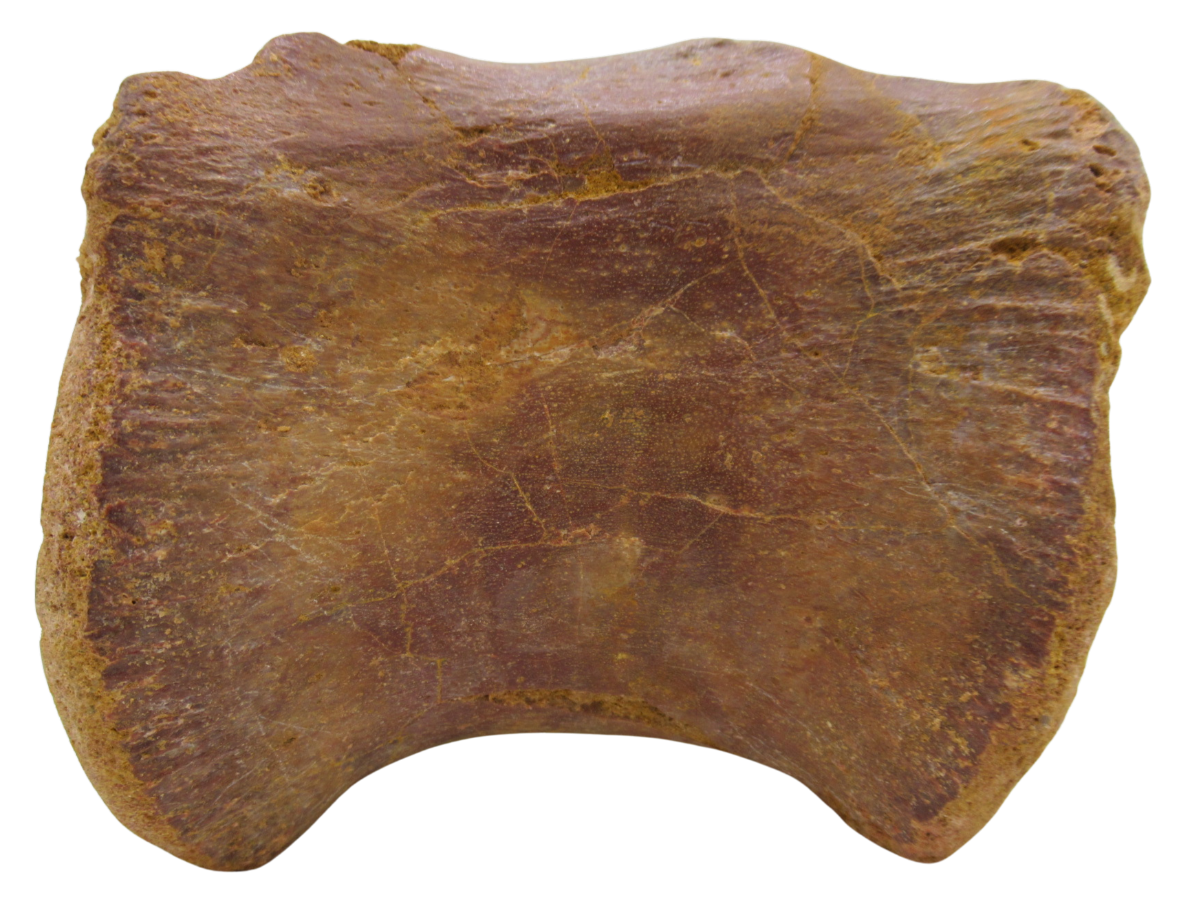 Sigilmassasaurus Spinosaurid Dinosaur Bone Fossil For Sale 15b | Fossils for Sale Sigilmassasaurus Spinosaurid Dinosaur Bone Fossil For Sale 15b