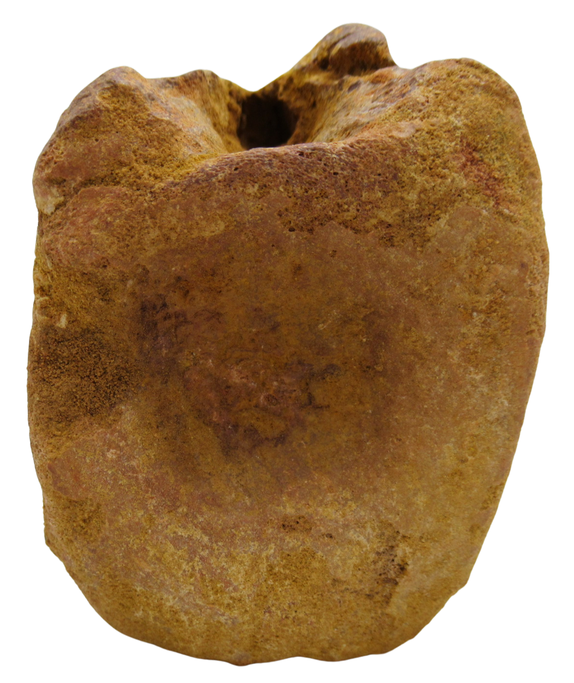 Sigilmassasaurus Spinosaurid Dinosaur Bone Fossil For Sale 15c | Fossils for Sale Sigilmassasaurus Spinosaurid Dinosaur Bone Fossil For Sale 15c