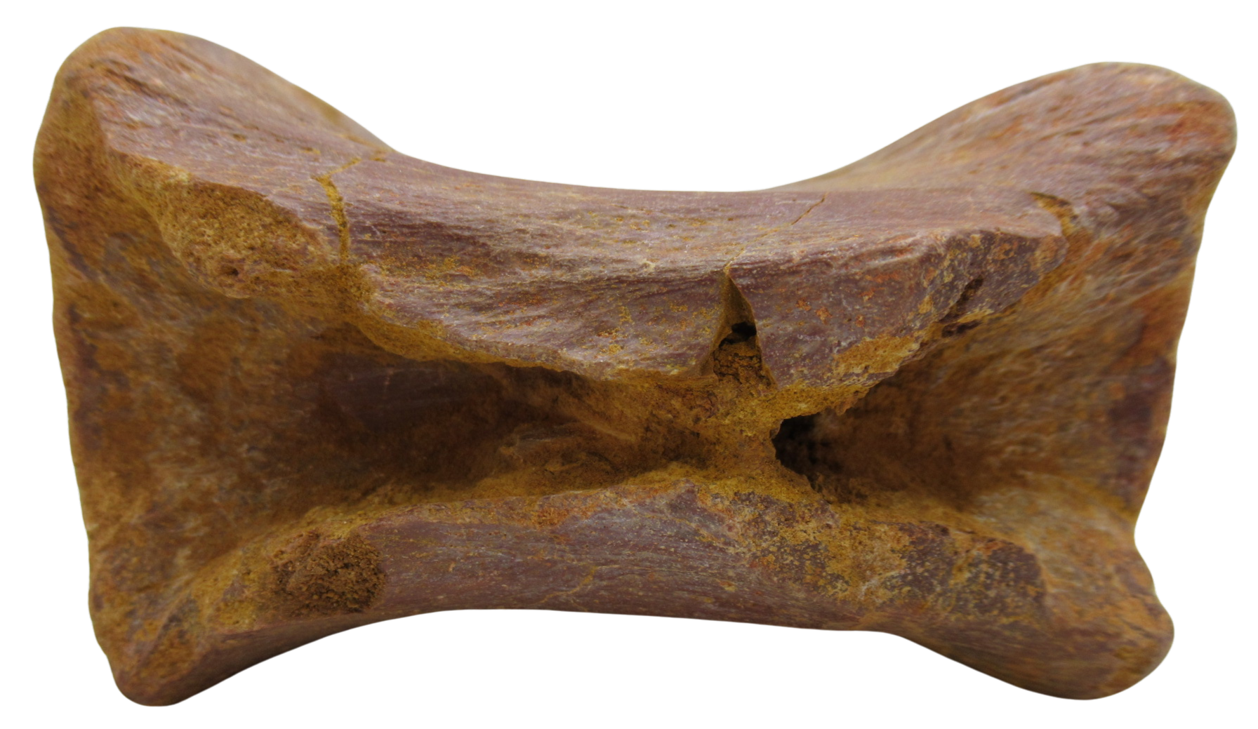 Sigilmassasaurus Spinosaurid Dinosaur Bone Fossil For Sale 15d | Fossils for Sale Sigilmassasaurus Spinosaurid Dinosaur Bone Fossil For Sale 15d