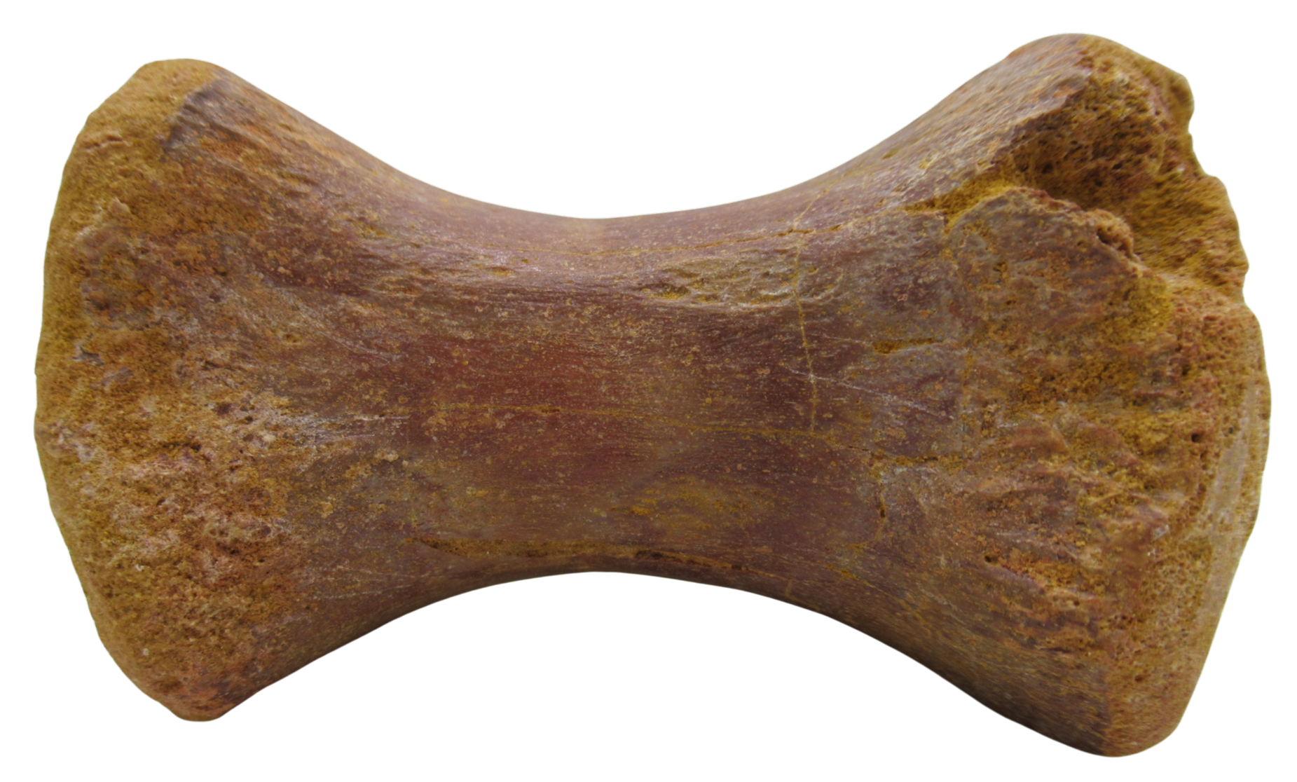 Sigilmassasaurus Spinosaurid Dinosaur Bone Fossil For Sale 15e | Fossils for Sale Sigilmassasaurus Spinosaurid Dinosaur Bone Fossil For Sale 15e