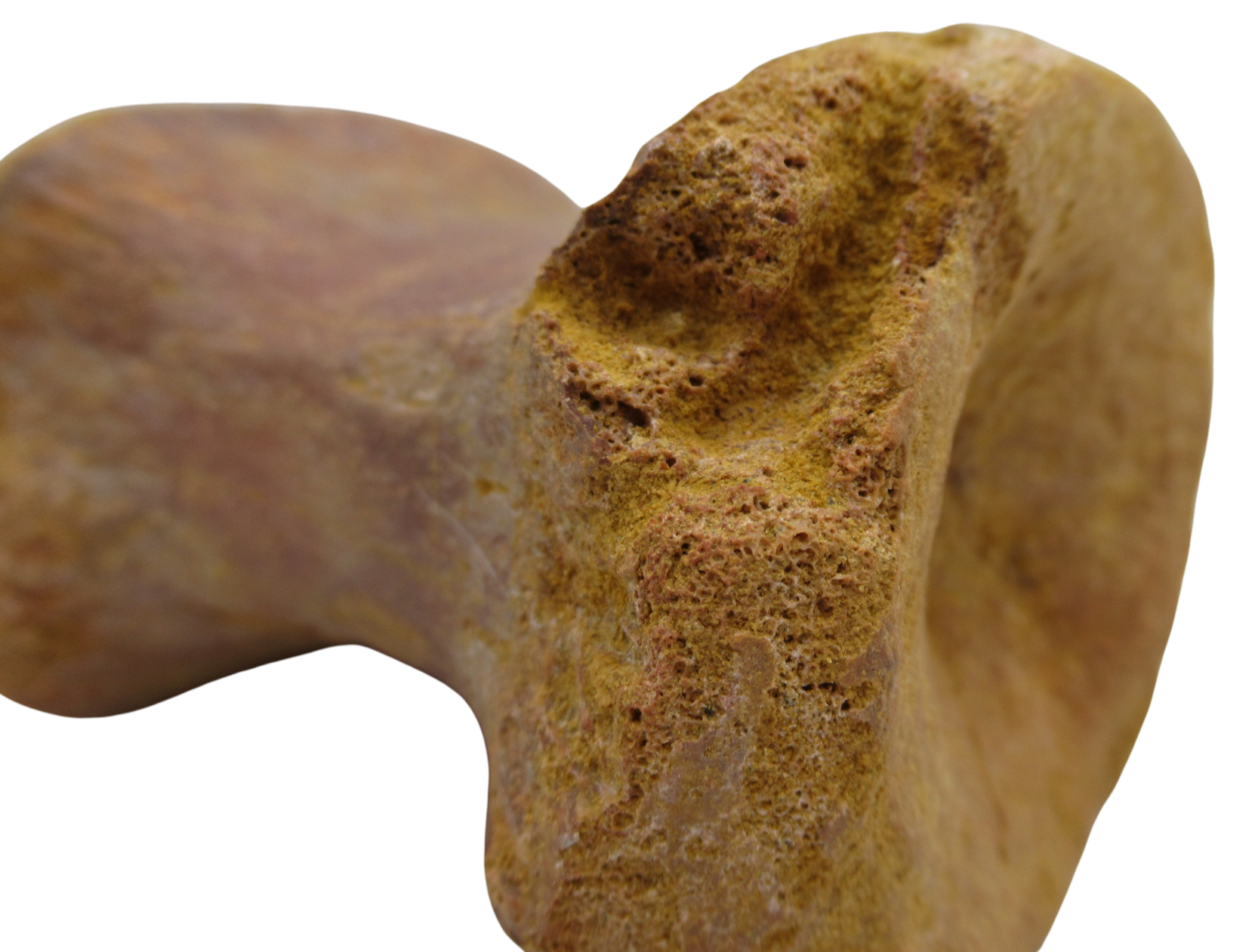 Sigilmassasaurus Spinosaurid Dinosaur Bone Fossil For Sale 15f | Fossils for Sale Sigilmassasaurus Spinosaurid Dinosaur Bone Fossil For Sale 15f