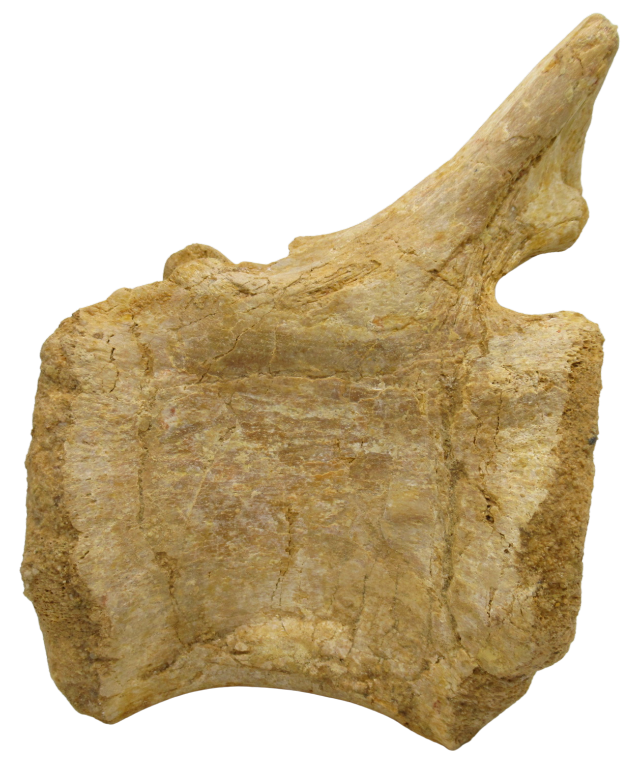 Sigilmassasaurus Spinosaurid Dinosaur Bone Fossil For Sale 16 | Fossils for Sale Sigilmassasaurus Spinosaurid Dinosaur Bone Fossil For Sale 16