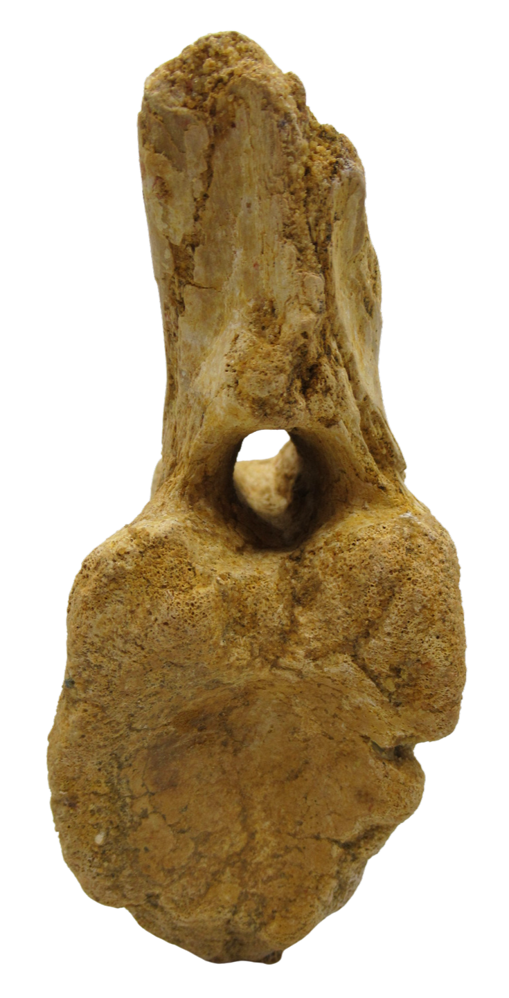 Sigilmassasaurus Spinosaurid Dinosaur Bone Fossil For Sale 16a | Fossils for Sale Sigilmassasaurus Spinosaurid Dinosaur Bone Fossil For Sale 16a