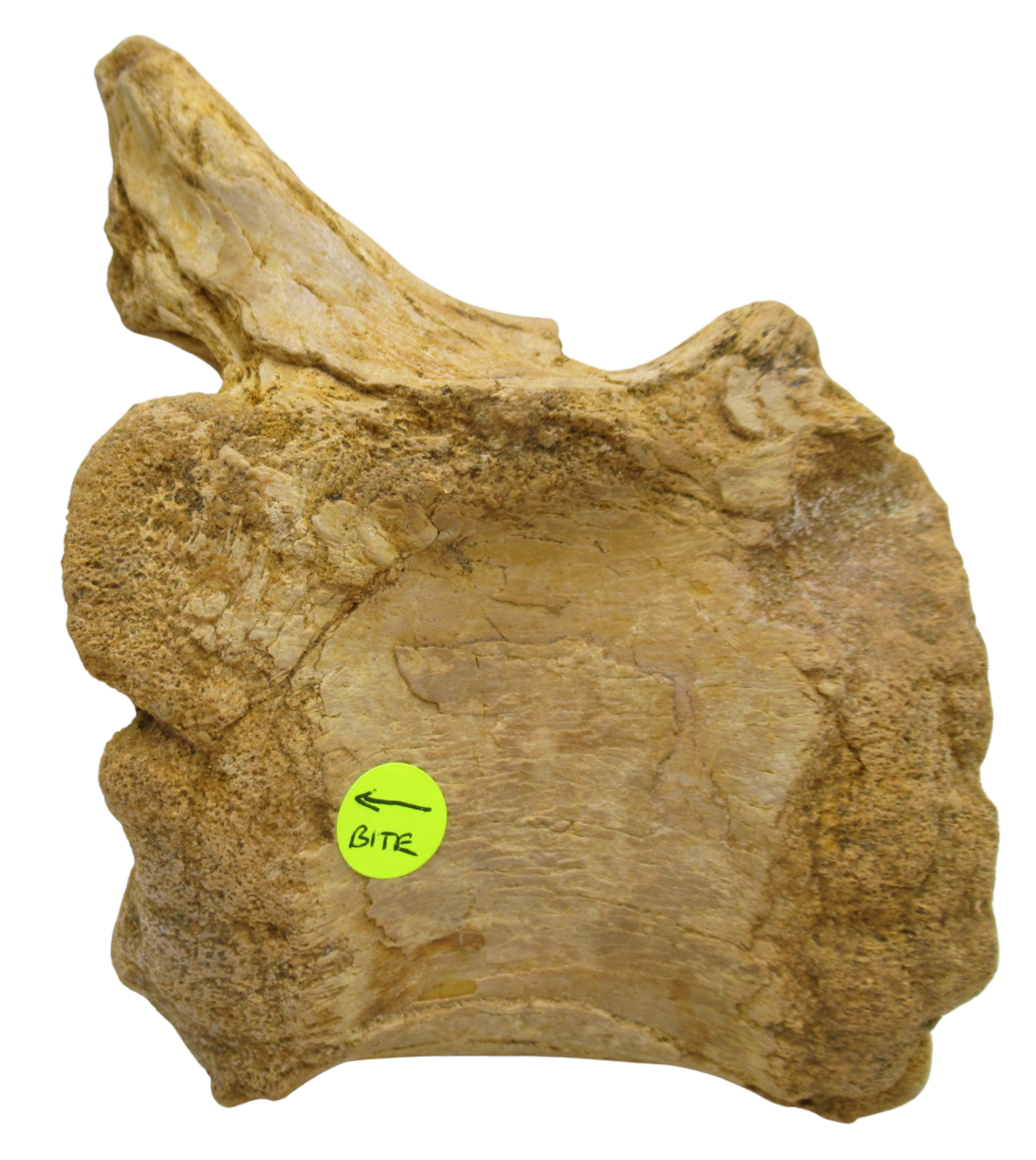 Sigilmassasaurus Spinosaurid Dinosaur Bone Fossil For Sale 16b | Fossils for Sale Sigilmassasaurus Spinosaurid Dinosaur Bone Fossil For Sale 16b