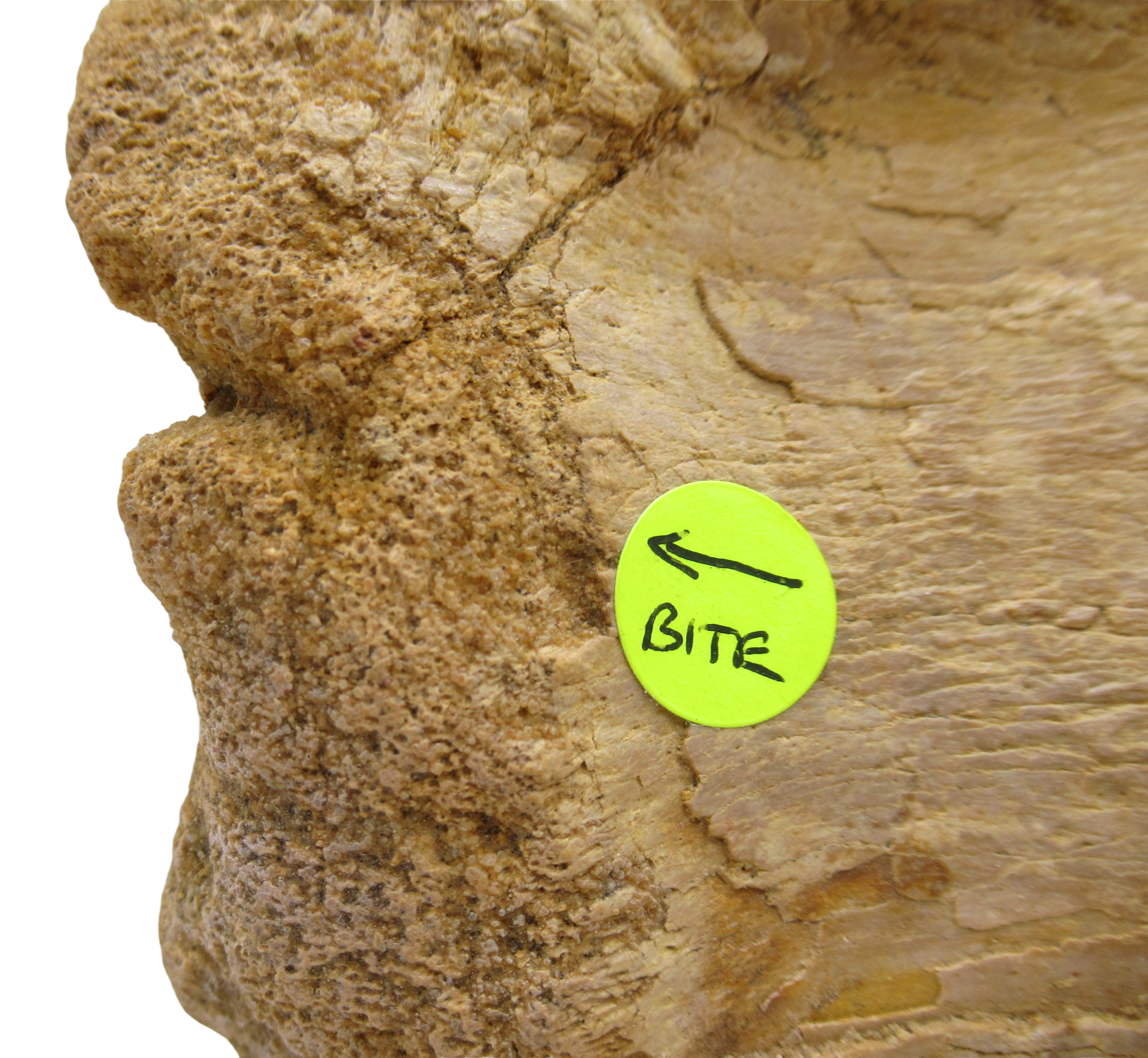 Sigilmassasaurus Spinosaurid Dinosaur Bone Fossil For Sale 16c | Fossils for Sale Sigilmassasaurus Spinosaurid Dinosaur Bone Fossil For Sale 16c