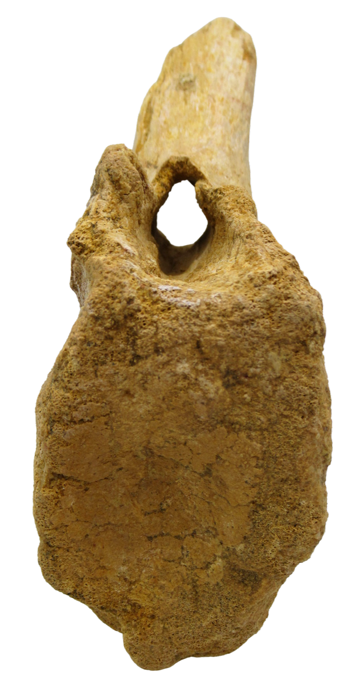 Sigilmassasaurus Spinosaurid Dinosaur Bone Fossil For Sale 16d | Fossils for Sale Sigilmassasaurus Spinosaurid Dinosaur Bone Fossil For Sale 16d