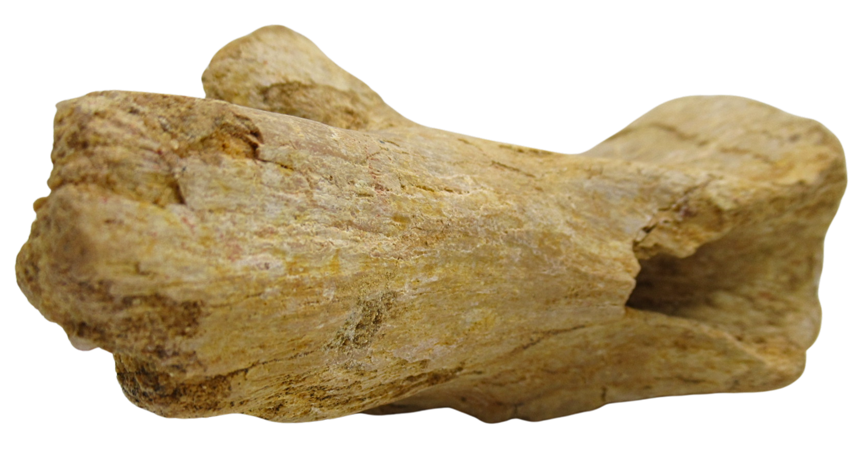 Sigilmassasaurus Spinosaurid Dinosaur Bone Fossil For Sale 16e | Fossils for Sale Sigilmassasaurus Spinosaurid Dinosaur Bone Fossil For Sale 16e