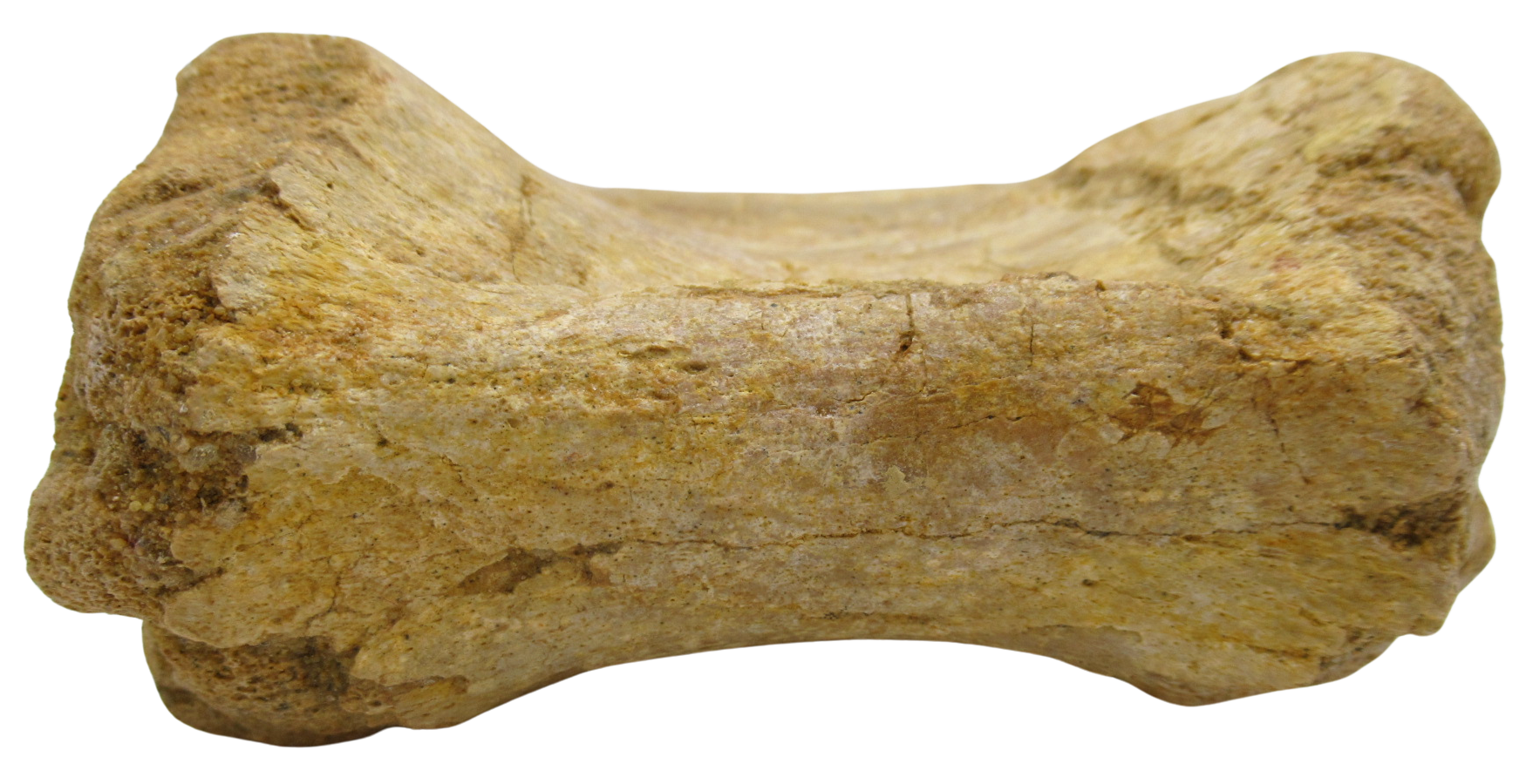 Sigilmassasaurus Spinosaurid Dinosaur Bone Fossil For Sale 16f | Fossils for Sale Sigilmassasaurus Spinosaurid Dinosaur Bone Fossil For Sale 16f