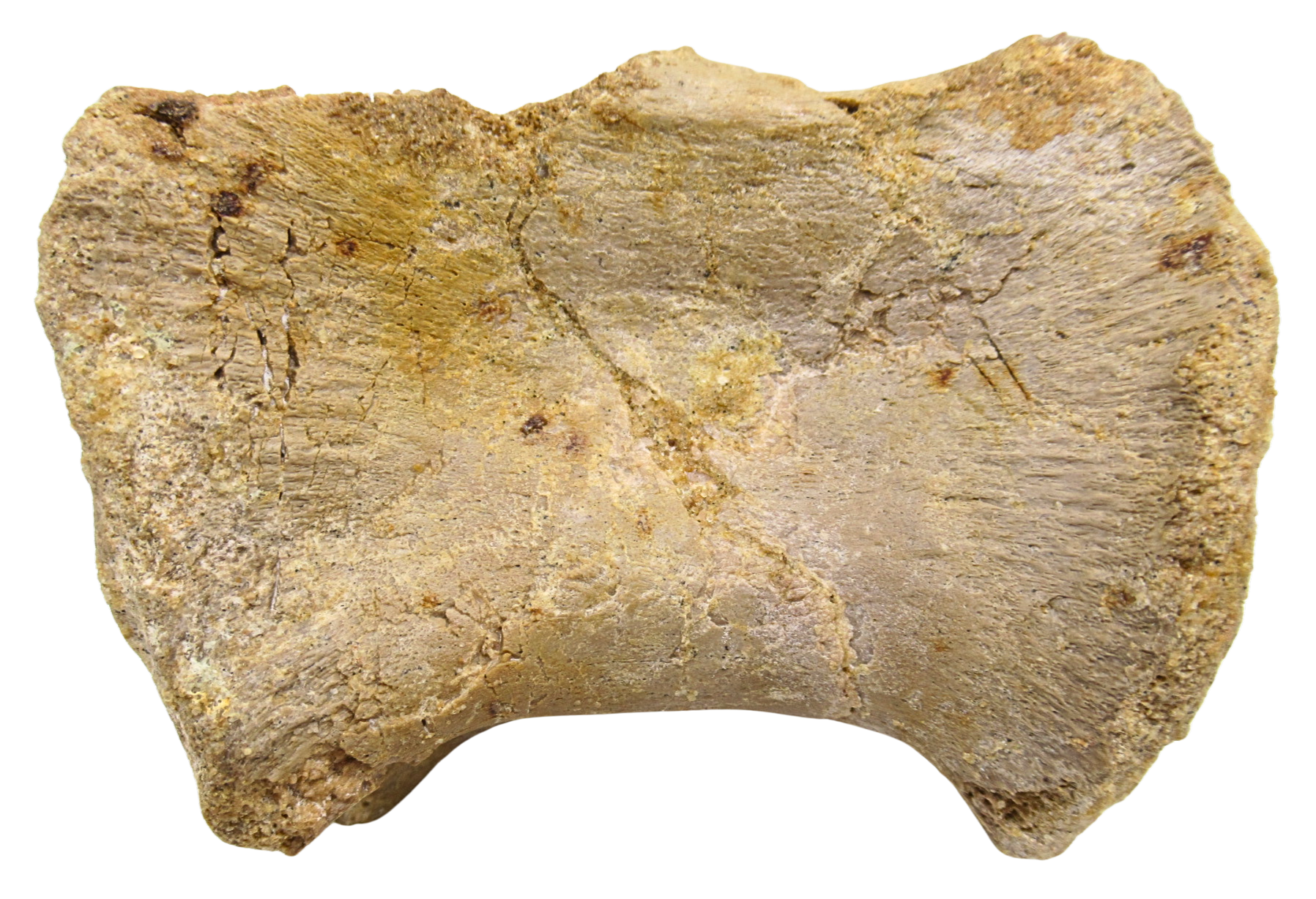 Sigilmassasaurus Spinosaurid Dinosaur Bone Fossil For Sale 17 | Fossils for Sale Sigilmassasaurus Spinosaurid Dinosaur Bone Fossil For Sale 17