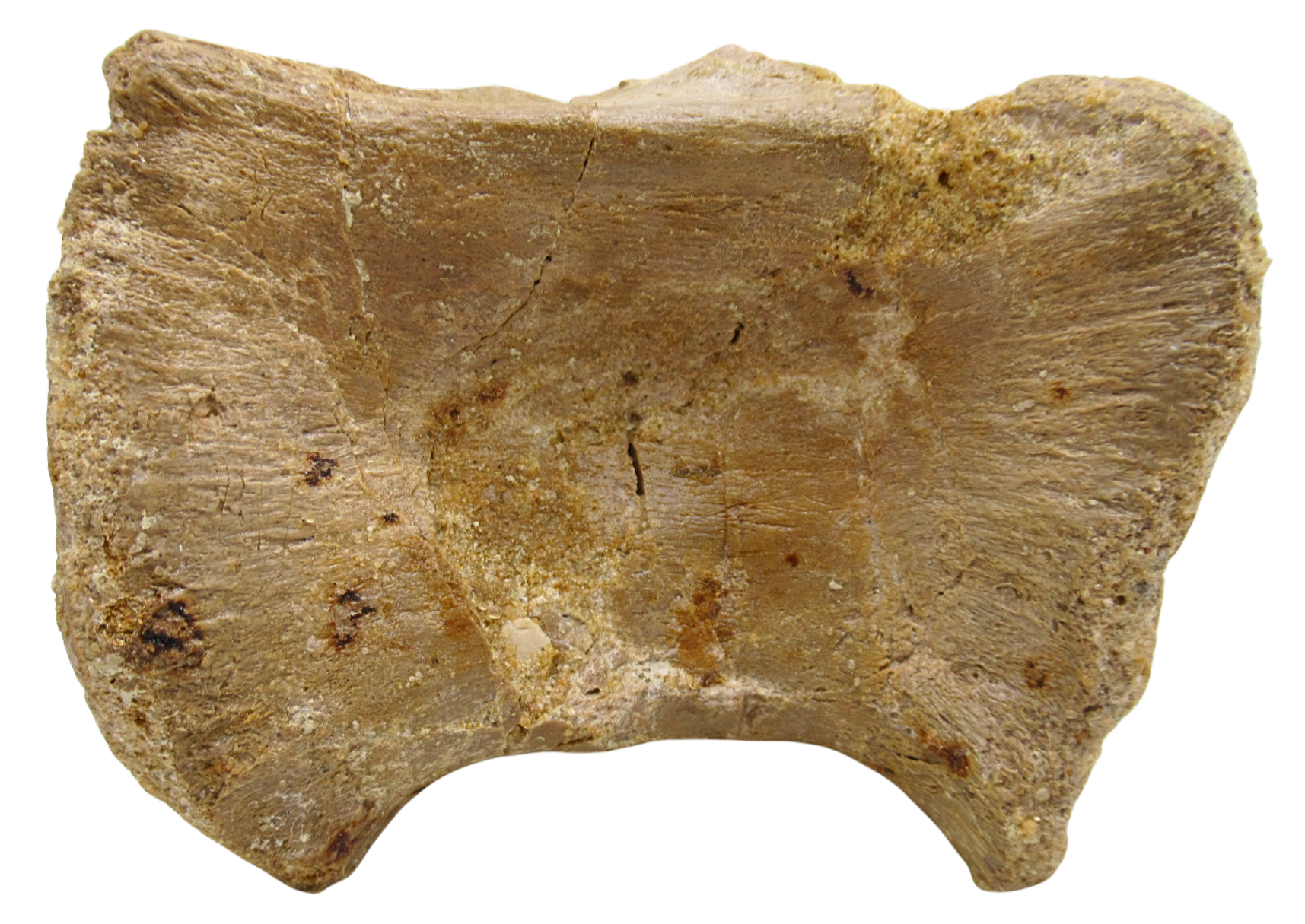 Sigilmassasaurus Spinosaurid Dinosaur Bone Fossil For Sale 17a | Fossils for Sale Sigilmassasaurus Spinosaurid Dinosaur Bone Fossil For Sale 17a