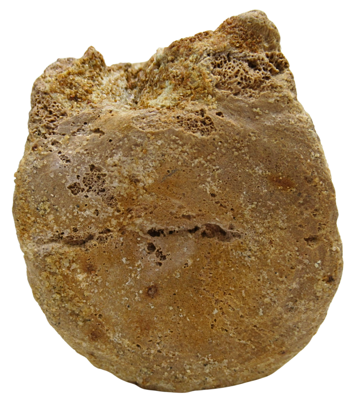 Sigilmassasaurus Spinosaurid Dinosaur Bone Fossil For Sale 17b | Fossils for Sale Sigilmassasaurus Spinosaurid Dinosaur Bone Fossil For Sale 17b