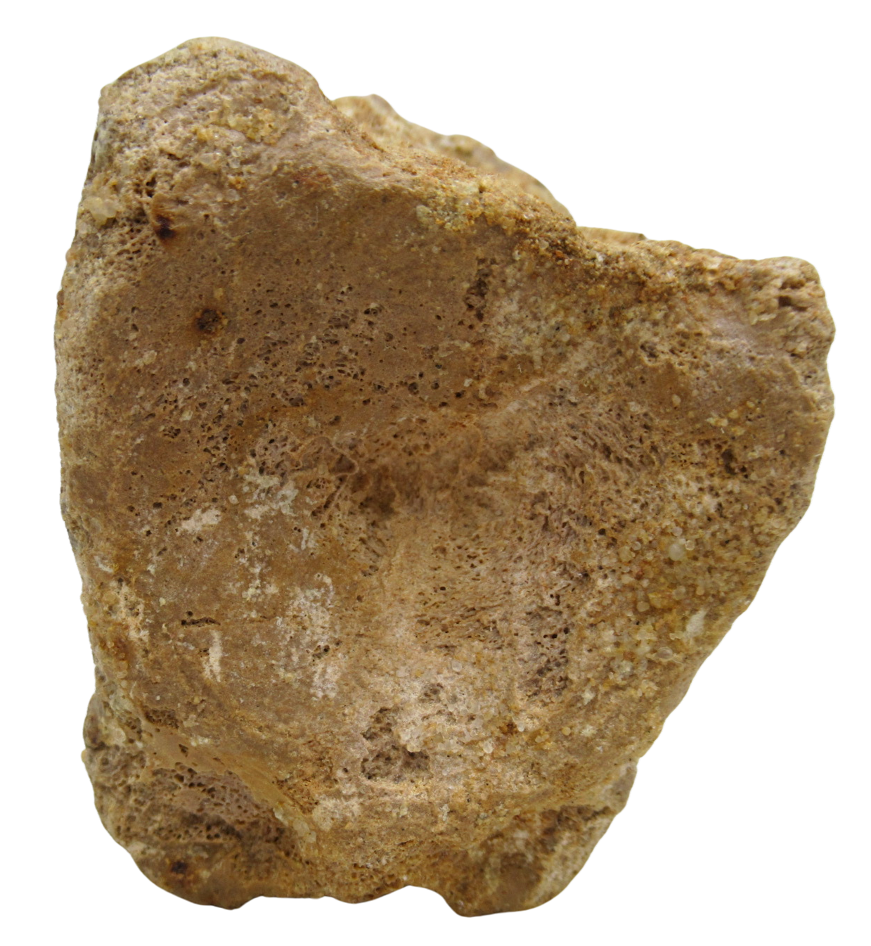 Sigilmassasaurus Spinosaurid Dinosaur Bone Fossil For Sale 17c | Fossils for Sale Sigilmassasaurus Spinosaurid Dinosaur Bone Fossil For Sale 17c