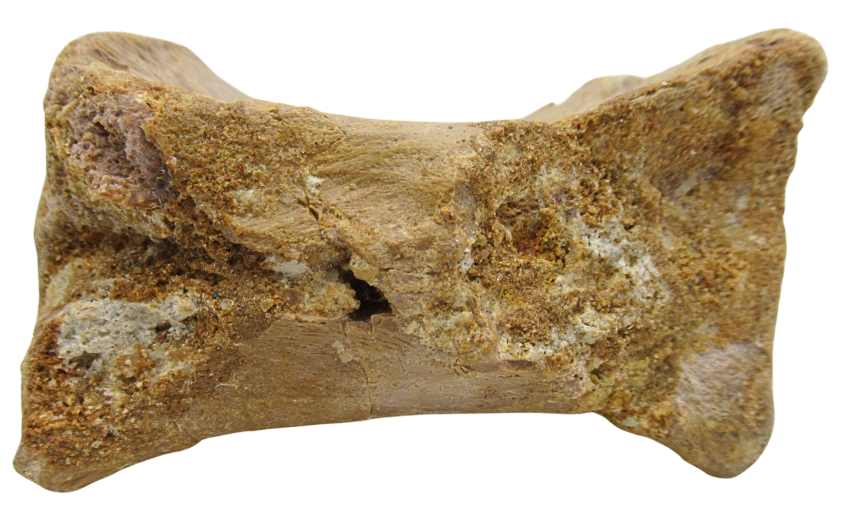Sigilmassasaurus Spinosaurid Dinosaur Bone Fossil For Sale 17d | Fossils for Sale Sigilmassasaurus Spinosaurid Dinosaur Bone Fossil For Sale 17d