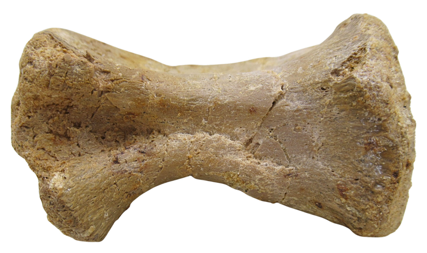 Sigilmassasaurus Spinosaurid Dinosaur Bone Fossil For Sale 17e | Fossils for Sale Sigilmassasaurus Spinosaurid Dinosaur Bone Fossil For Sale 17e