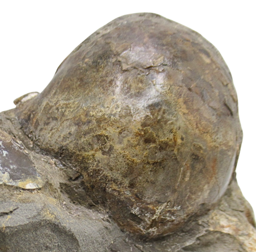 South Dakota Ammonite Fossil For Sale Genuine Fossils 91 | Fossils for Sale Genuine Cretaceous Age Scaphites Ammonite Fossil for Sale from South Dakota #91