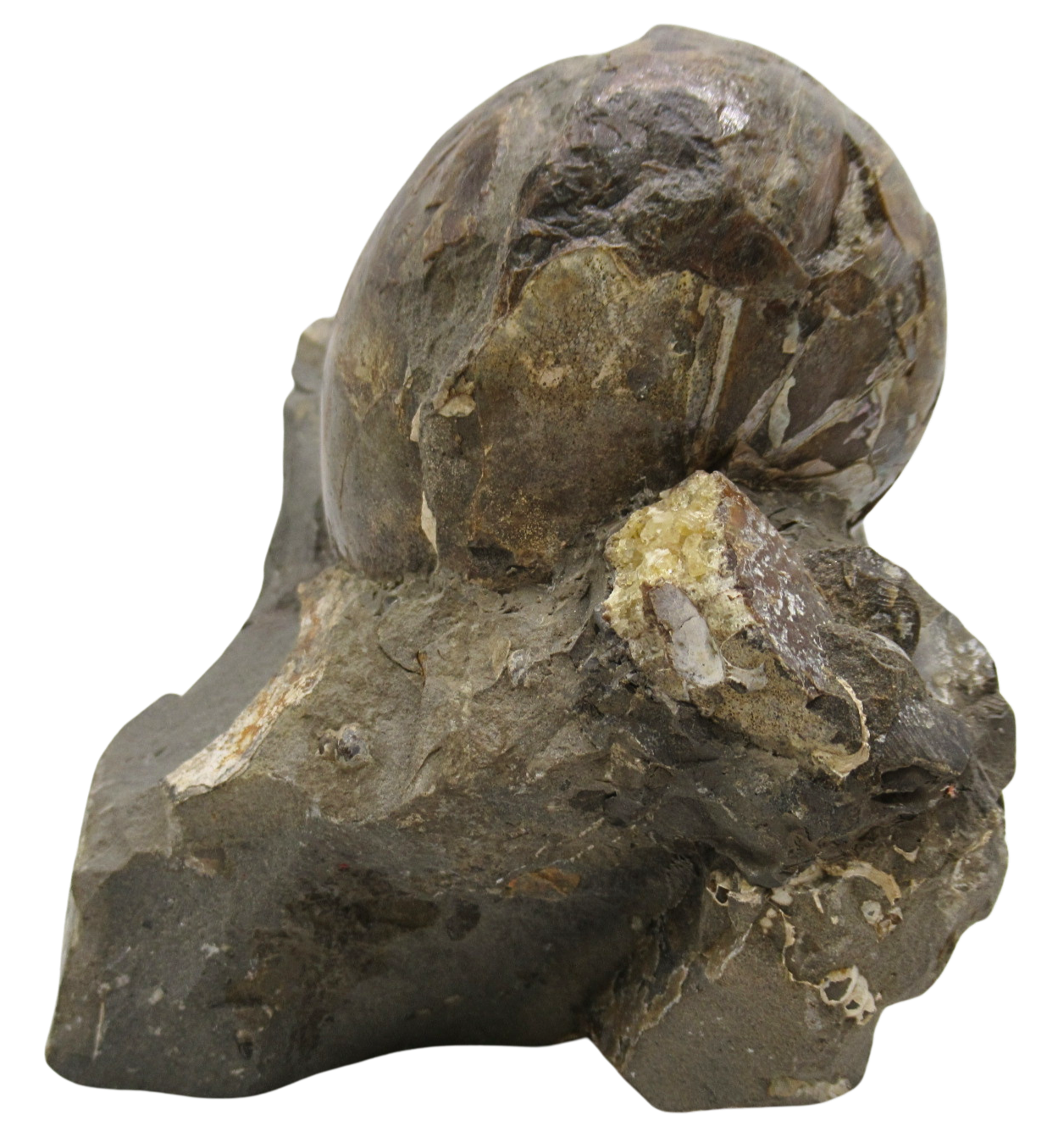 South Dakota Ammonite Fossil For Sale Genuine Fossils 91c | Fossils for Sale Genuine Cretaceous Age Scaphites Ammonite Fossil for Sale from South Dakota #91c