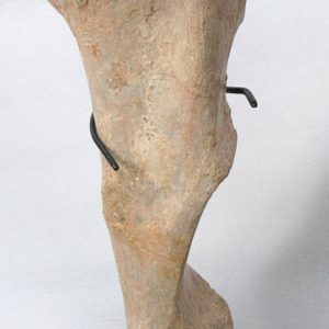 Subhyracodon Rhinoceros Fossil For Sale Genuine Oligocene Fossils