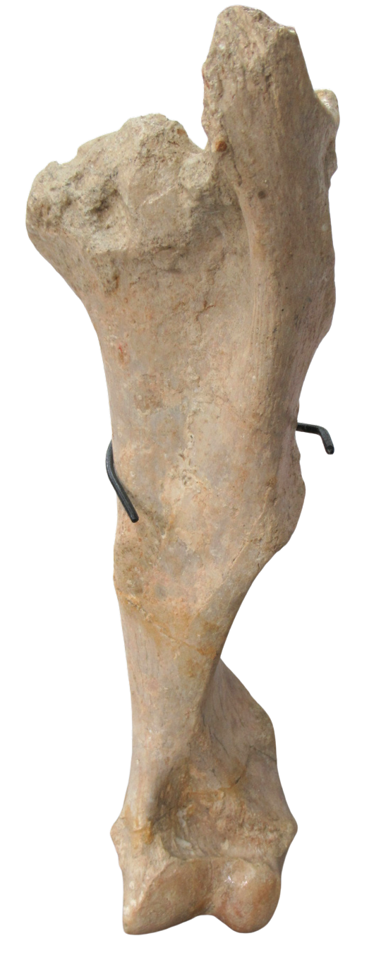 Subhyracodon Rhinoceros Fossil For Sale Genuine Oligocene Fossils a | Fossils for Sale Subhyracodon Rhinoceros Fossil For Sale Genuine Oligocene Fossils a