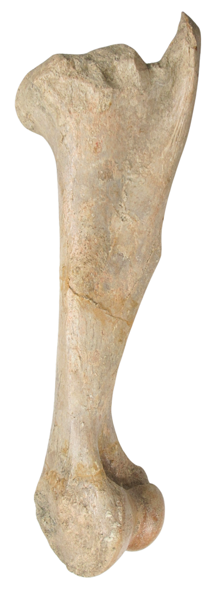 Subhyracodon Rhinoceros Fossil For Sale Genuine Oligocene Fossils b | Fossils for Sale Subhyracodon Rhinoceros Fossil For Sale Genuine Oligocene Fossils b