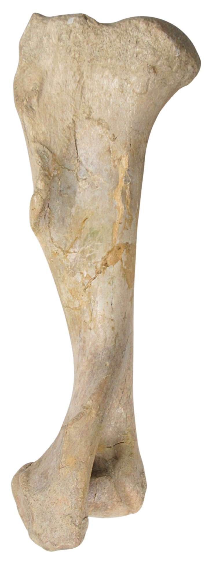 Subhyracodon Rhinoceros Fossil For Sale Genuine Oligocene Fossils c | Fossils for Sale Subhyracodon Rhinoceros Fossil For Sale Genuine Oligocene Fossils c