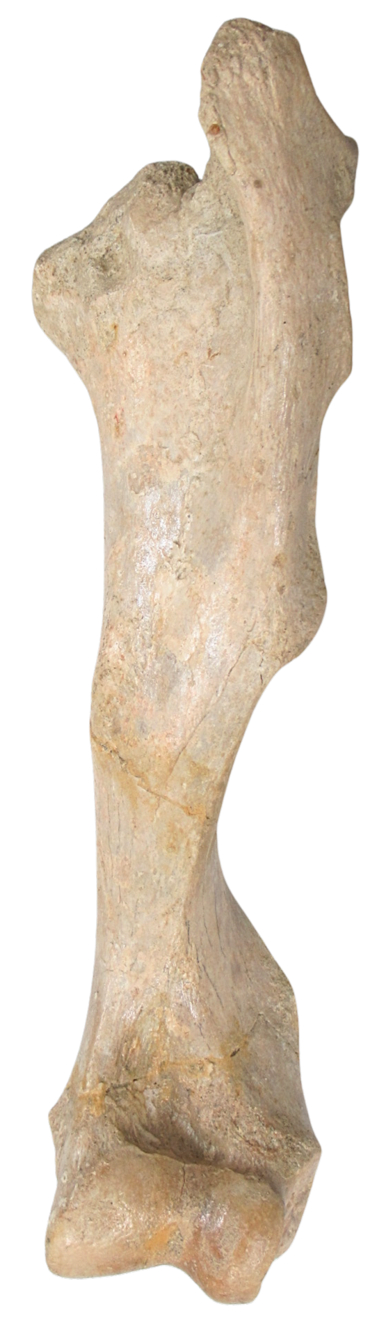 Subhyracodon Rhinoceros Fossil For Sale Genuine Oligocene Fossils d | Fossils for Sale Subhyracodon Rhinoceros Fossil For Sale Genuine Oligocene Fossils d