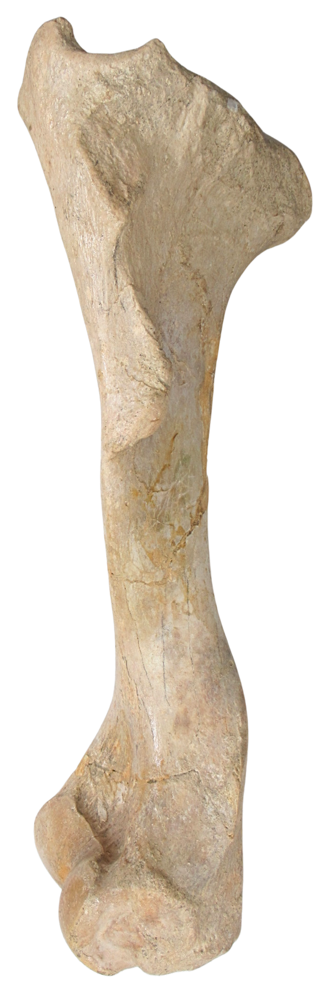 Subhyracodon Rhinoceros Fossil For Sale Genuine Oligocene Fossils e | Fossils for Sale Subhyracodon Rhinoceros Fossil For Sale Genuine Oligocene Fossils e