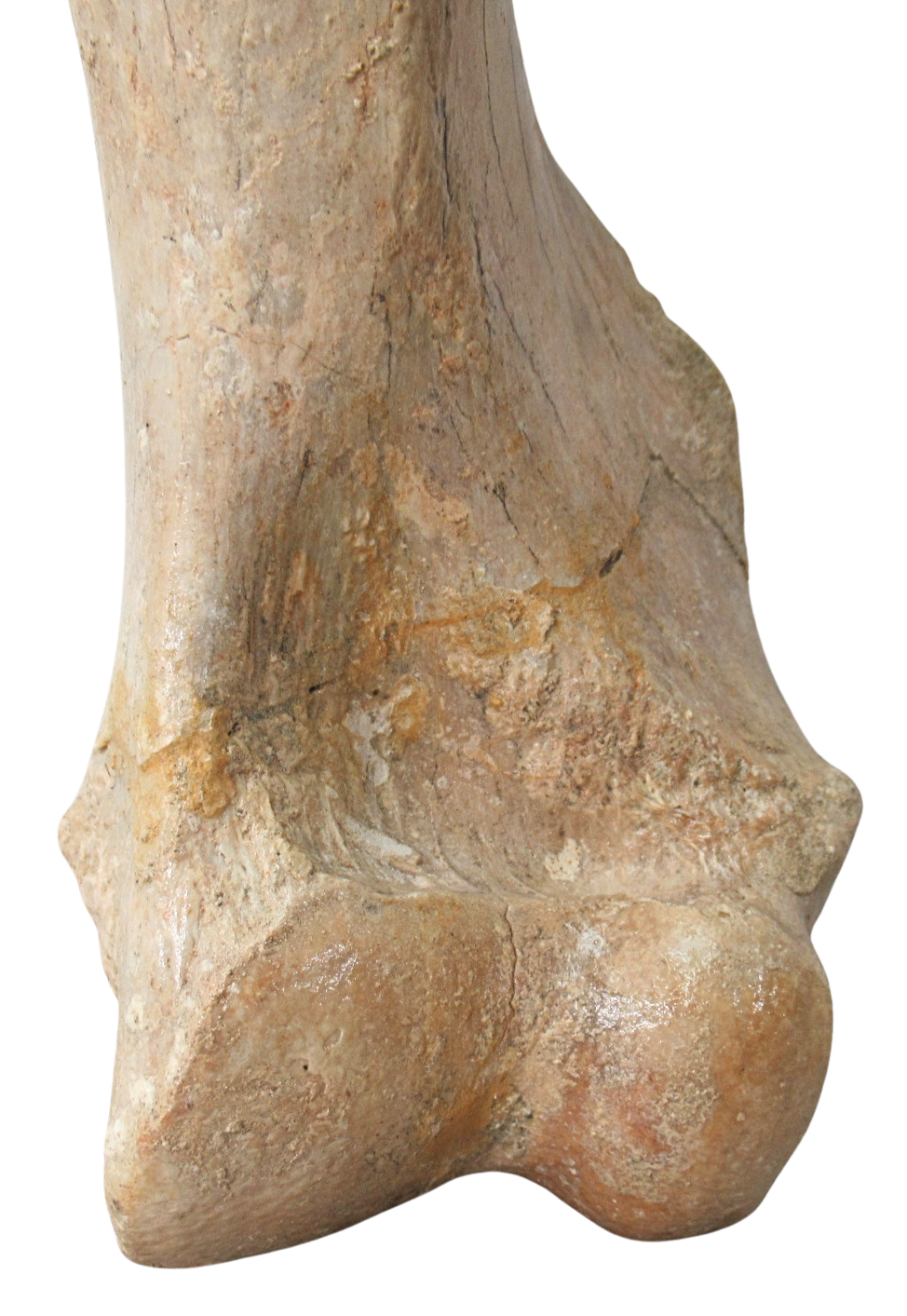 Subhyracodon Rhinoceros Fossil For Sale Genuine Oligocene Fossils f | Fossils for Sale Subhyracodon Rhinoceros Fossil For Sale Genuine Oligocene Fossils f