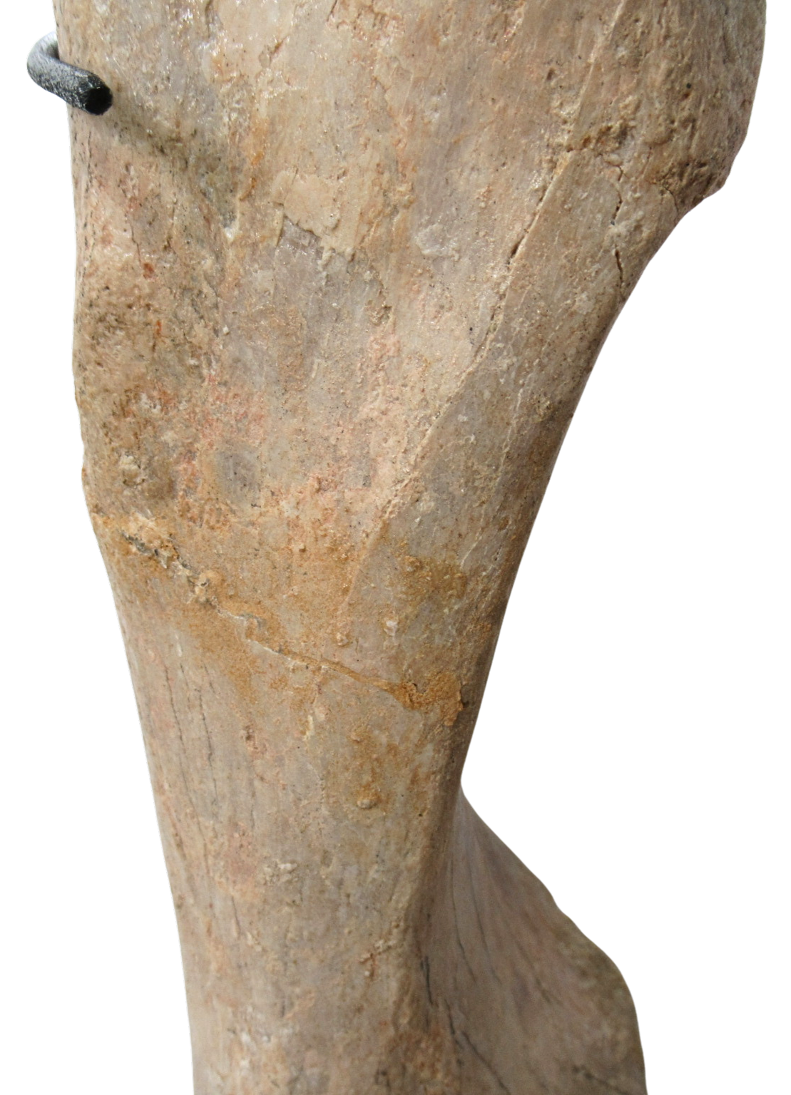 Subhyracodon Rhinoceros Fossil For Sale Genuine Oligocene Fossils g | Fossils for Sale Subhyracodon Rhinoceros Fossil For Sale Genuine Oligocene Fossils g