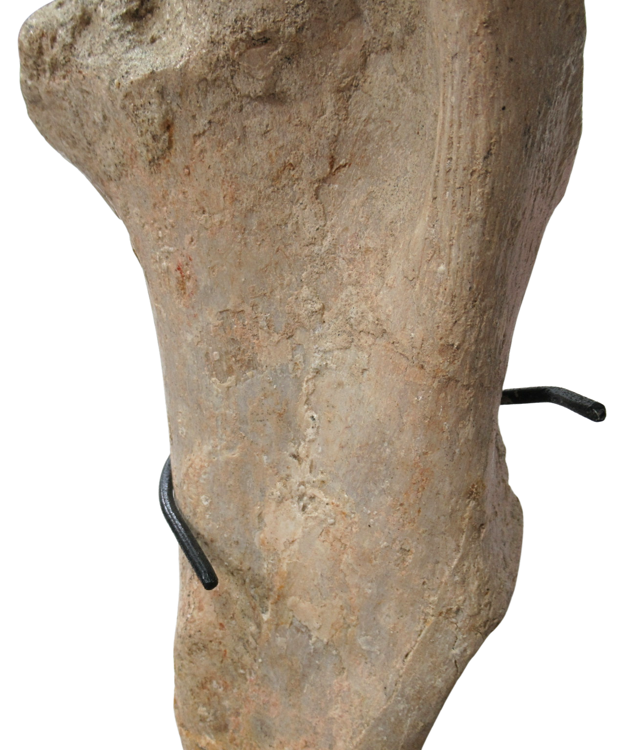 Subhyracodon Rhinoceros Fossil For Sale Genuine Oligocene Fossils h | Fossils for Sale Subhyracodon Rhinoceros Fossil For Sale Genuine Oligocene Fossils h
