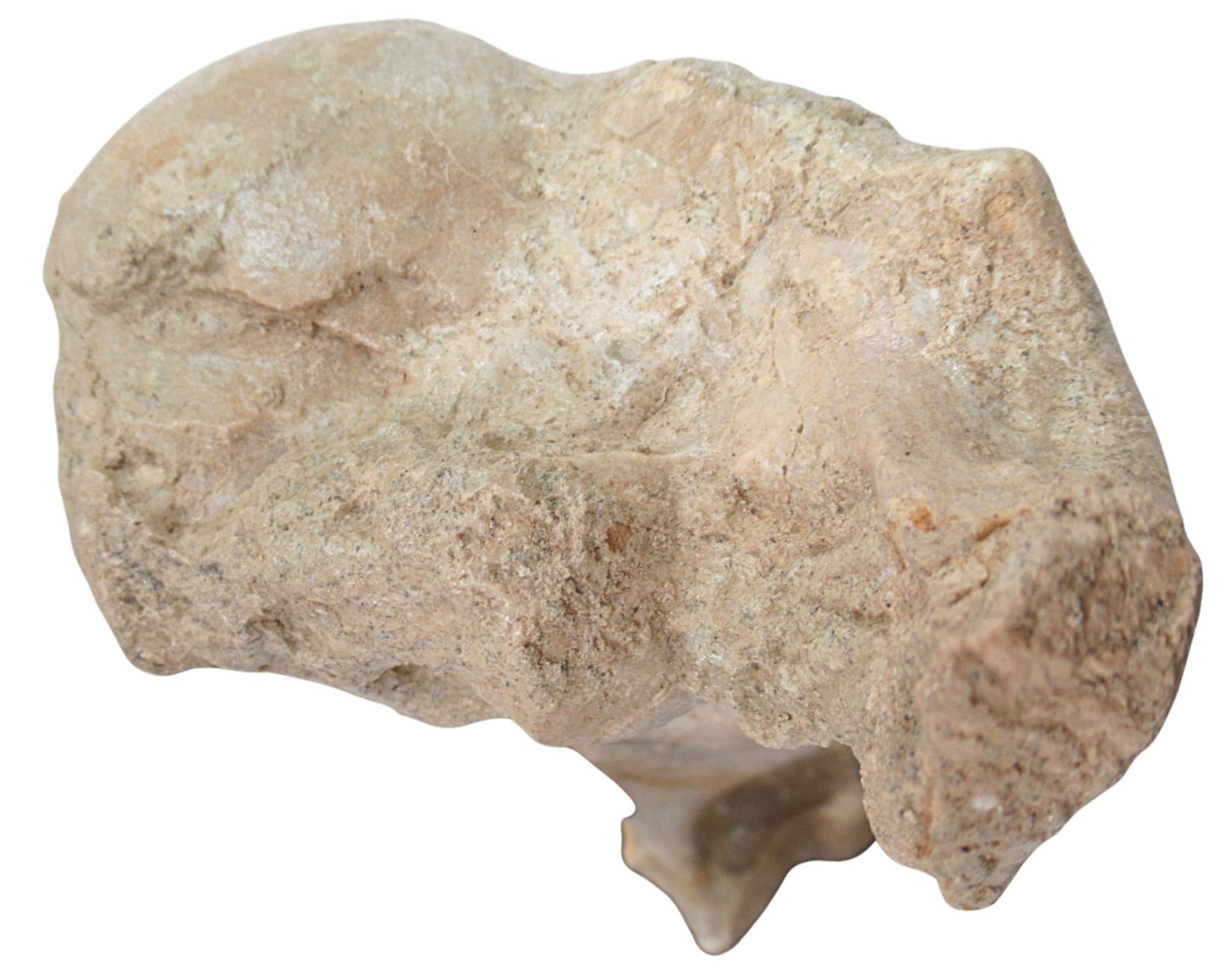Subhyracodon Rhinoceros Fossil For Sale Genuine Oligocene Fossils i | Fossils for Sale Subhyracodon Rhinoceros Fossil For Sale Genuine Oligocene Fossils i