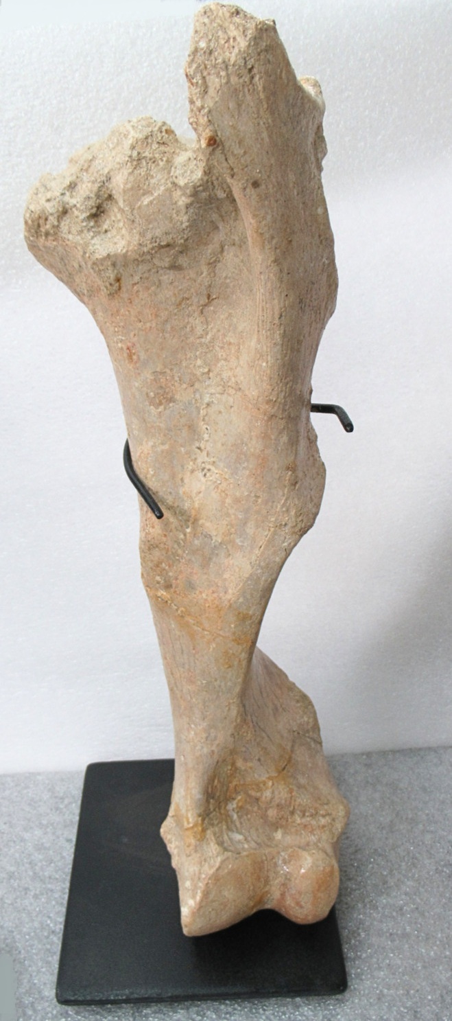 Subhyracodon Rhinoceros Fossil For Sale Genuine Oligocene Fossils | Fossils for Sale Subhyracodon Rhinoceros Fossil For Sale Genuine Oligocene Fossils