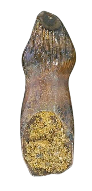 Thescelosaurus Dinosaur Fossils For Sale Genuine Cretaceous Fossils Tooth 68a | Fossils for Sale Thescelosaurus Dinosaur Fossils For Sale Genuine Cretaceous Fossils Tooth #68a