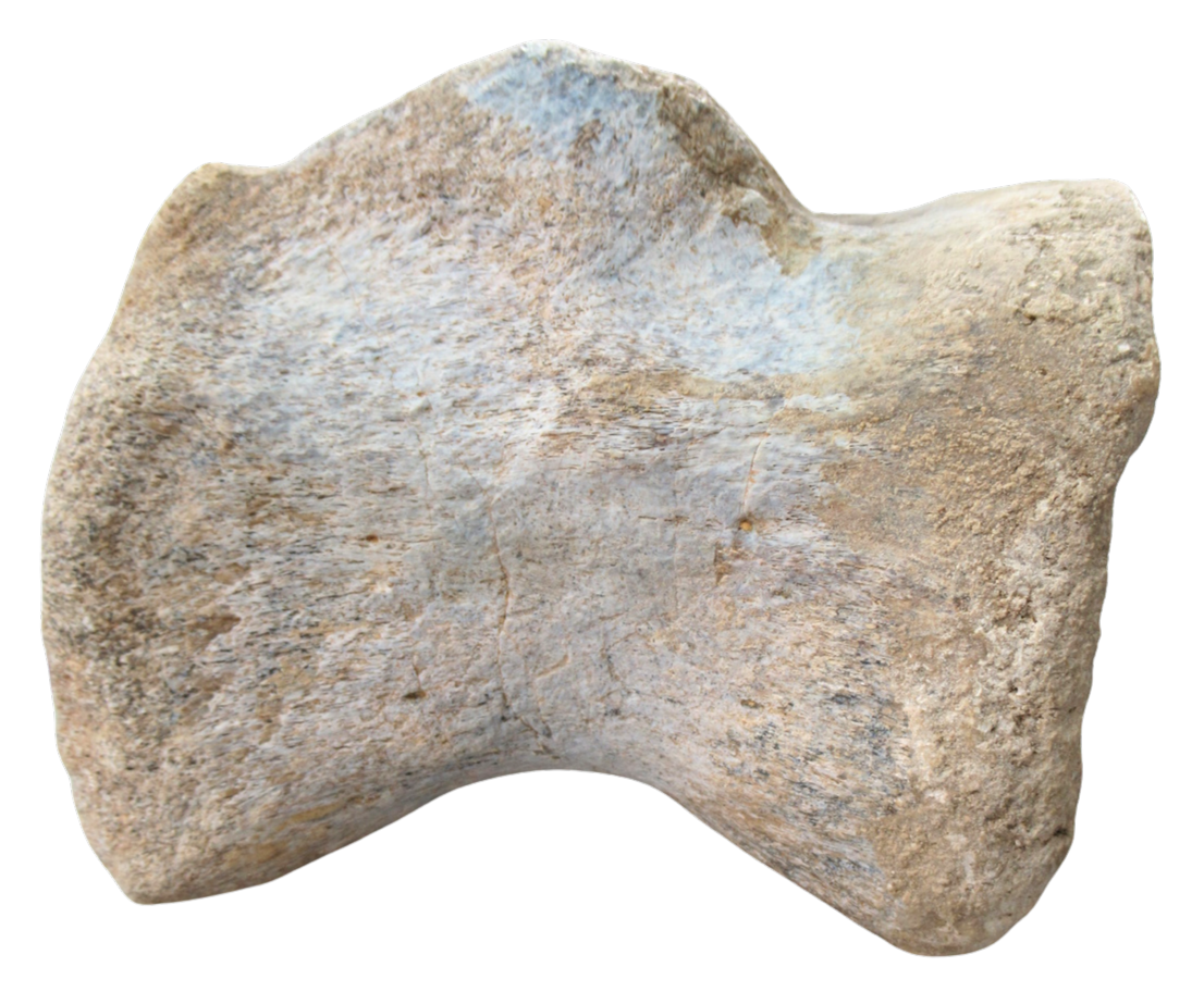 Titanosaur Dinosaur Fossil For Sale Genuine Fossils 2 | Fossils for Sale Titanosaur Dinosaur Fossil For Sale Genuine Fossils 2