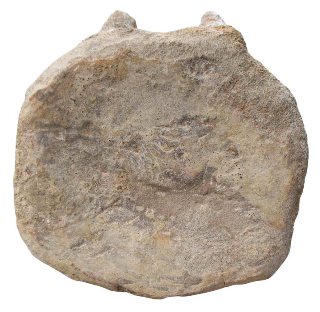 Titanosaur Dinosaur Fossil For Sale Genuine Fossils 2A | Fossils for Sale Titanosaur Dinosaur Fossil For Sale Genuine Fossils 2a