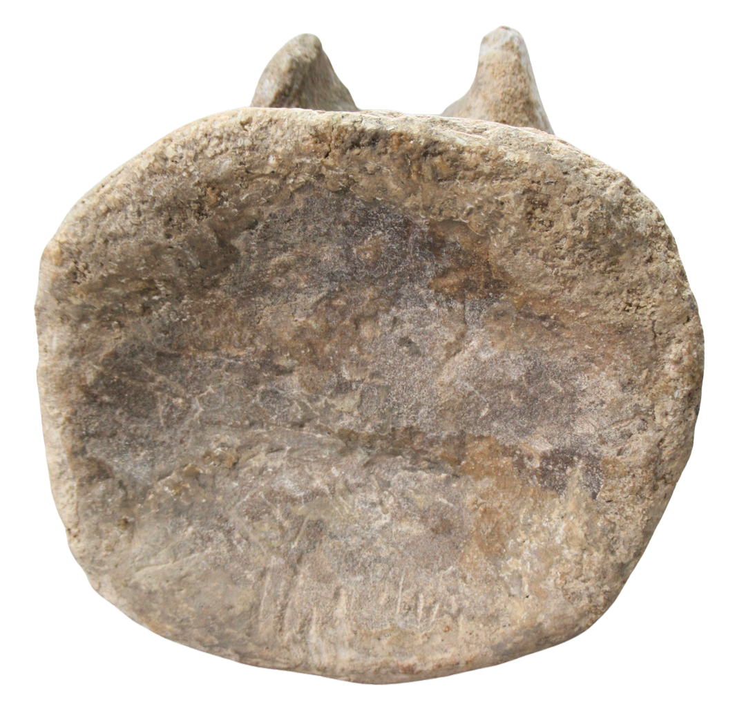 Titanosaur Dinosaur Fossil For Sale Genuine Fossils 2b | Fossils for Sale Titanosaur Dinosaur Fossil For Sale Genuine Fossils 2b