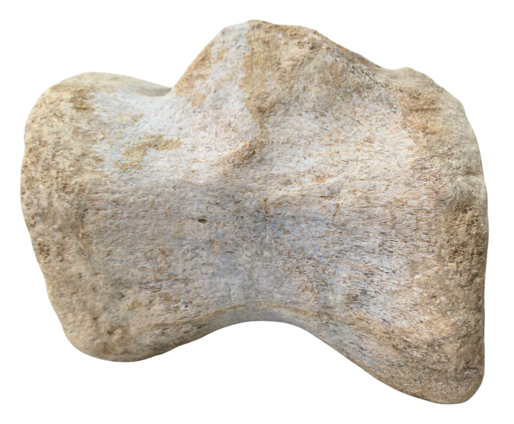 Titanosaur Dinosaur Fossil For Sale Genuine Fossils 2c | Fossils for Sale Titanosaur Dinosaur Fossil For Sale Genuine Fossils 2c